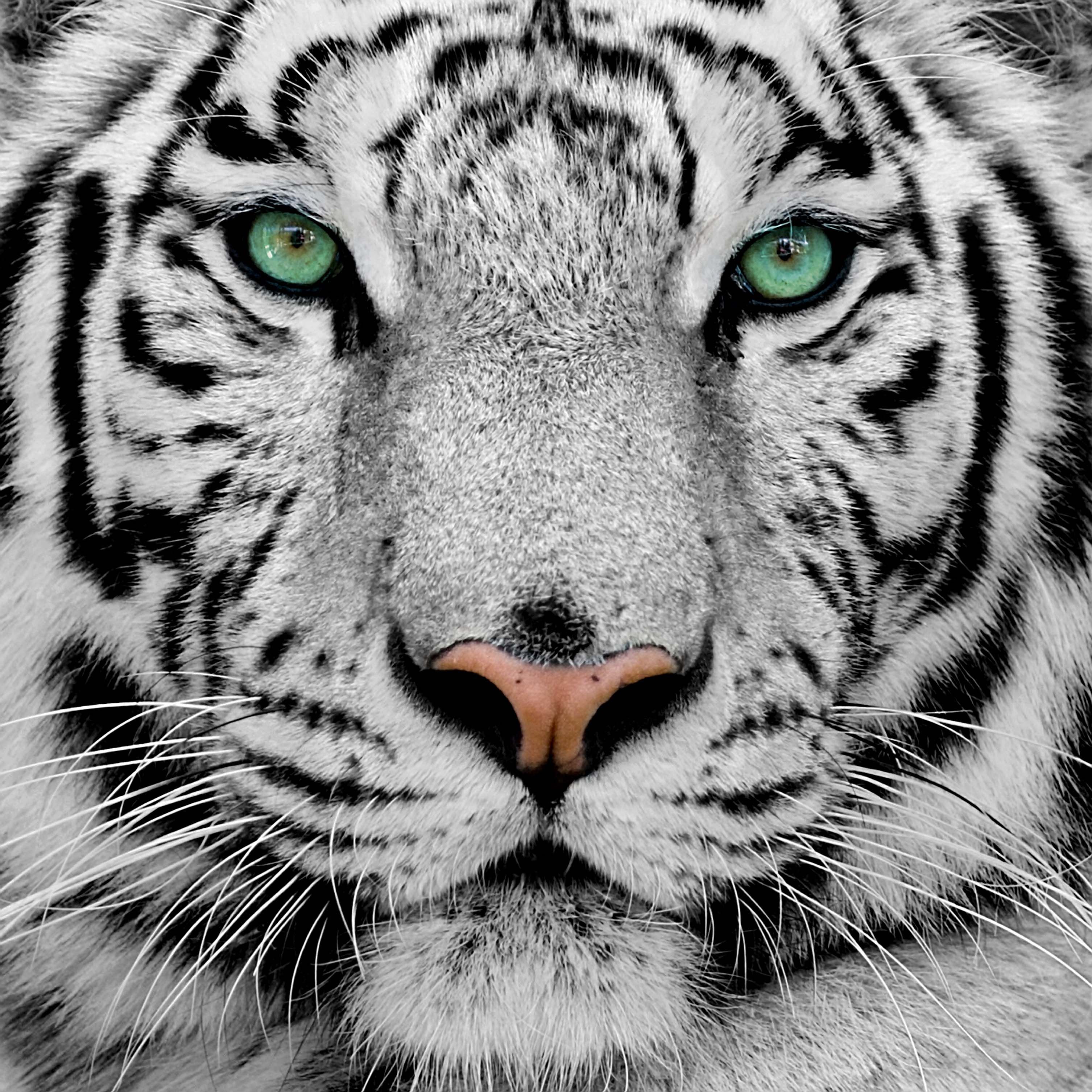 White Tiger Wallpaper - White Tiger High Resolution , HD Wallpaper & Backgrounds