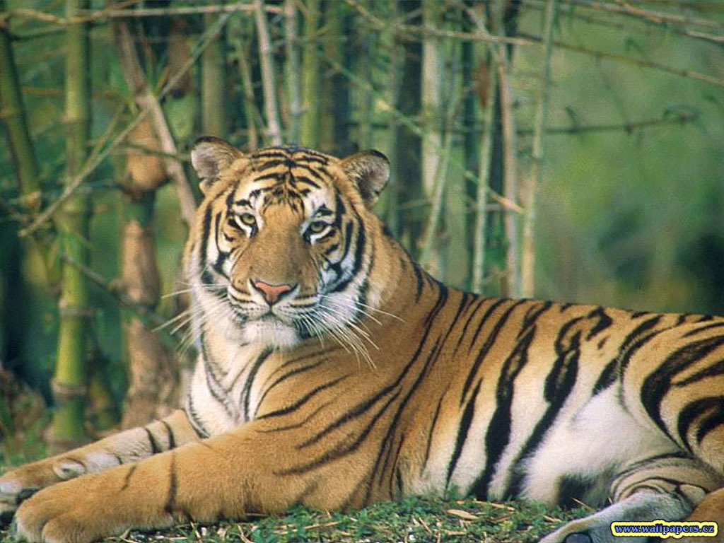 Tiger Wallpaper - Dublin Zoo , HD Wallpaper & Backgrounds