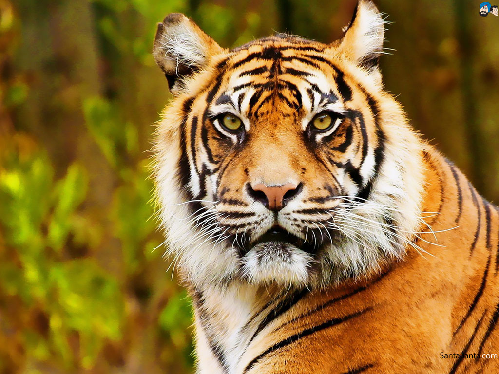 Tigers - Tiger Pic Full Hd , HD Wallpaper & Backgrounds