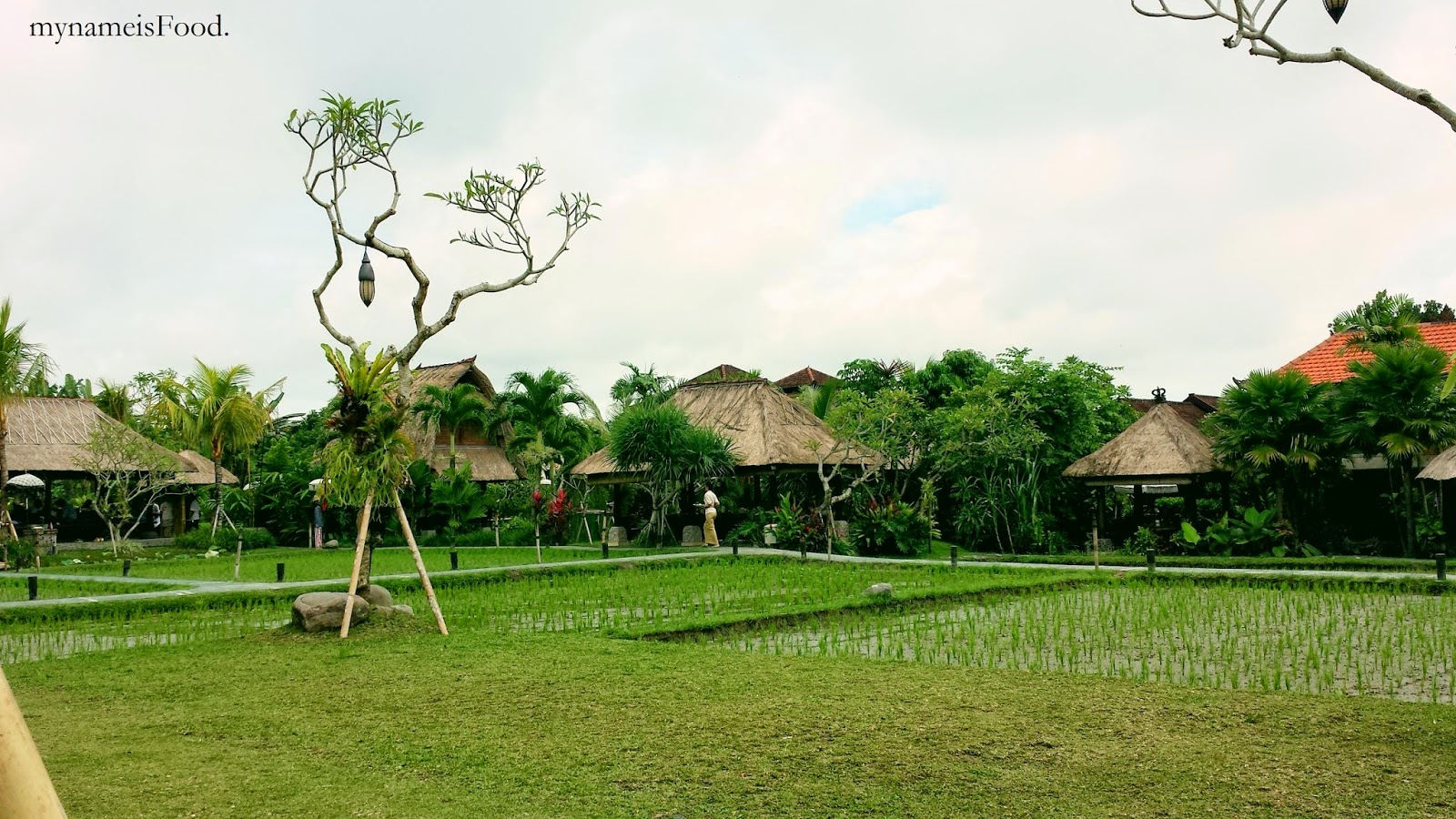 Paddy Field Backdrop Surrounded By Seating Areas - Tree , HD Wallpaper & Backgrounds