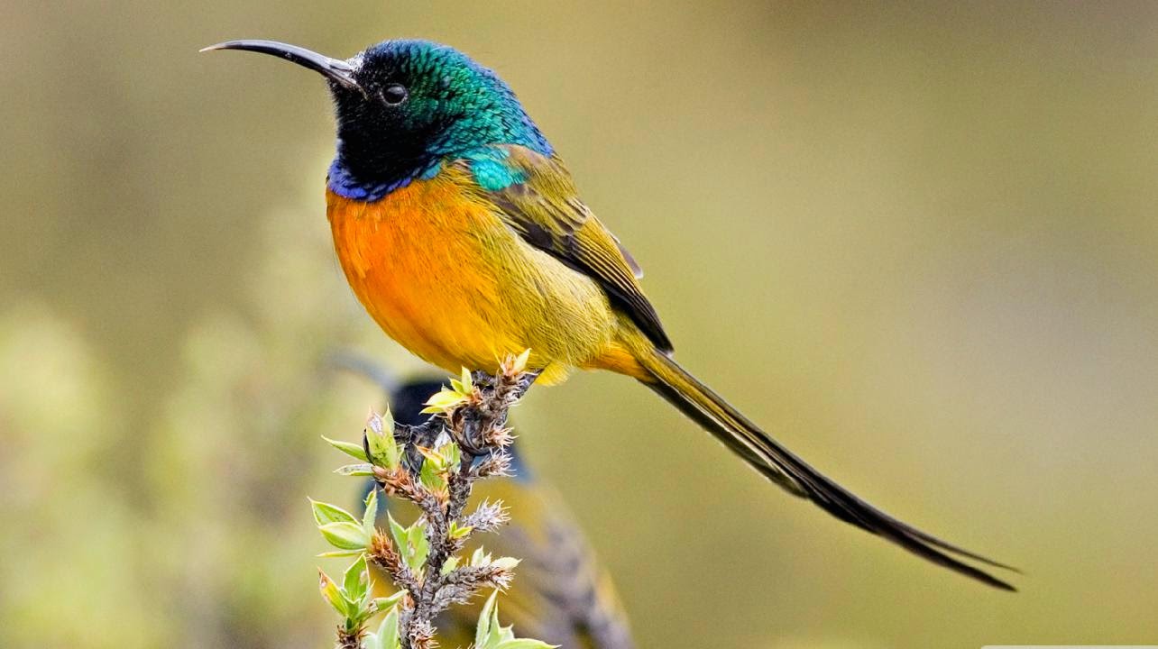 March 2015 Foto Burung Kicau Thought For The Day On Justice