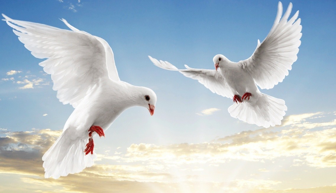Wallpaper Burung2 Bergerak - Birds Flying In The Sky Hd , HD Wallpaper & Backgrounds