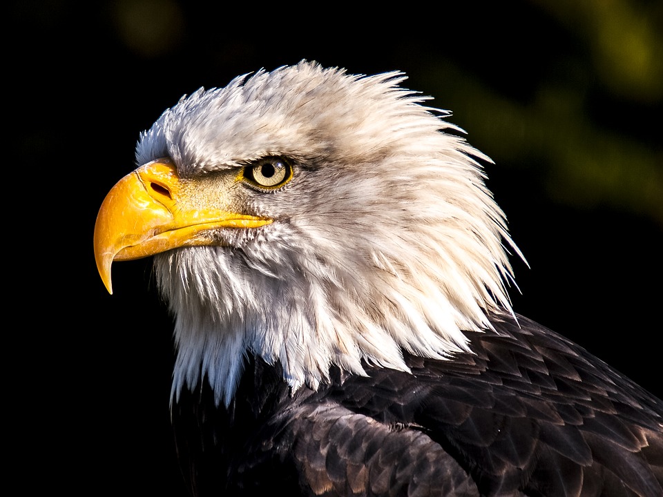 Adler, White Tailed Eagle, Bald Eagle - Difference Entre Faucon Et Aigle , HD Wallpaper & Backgrounds