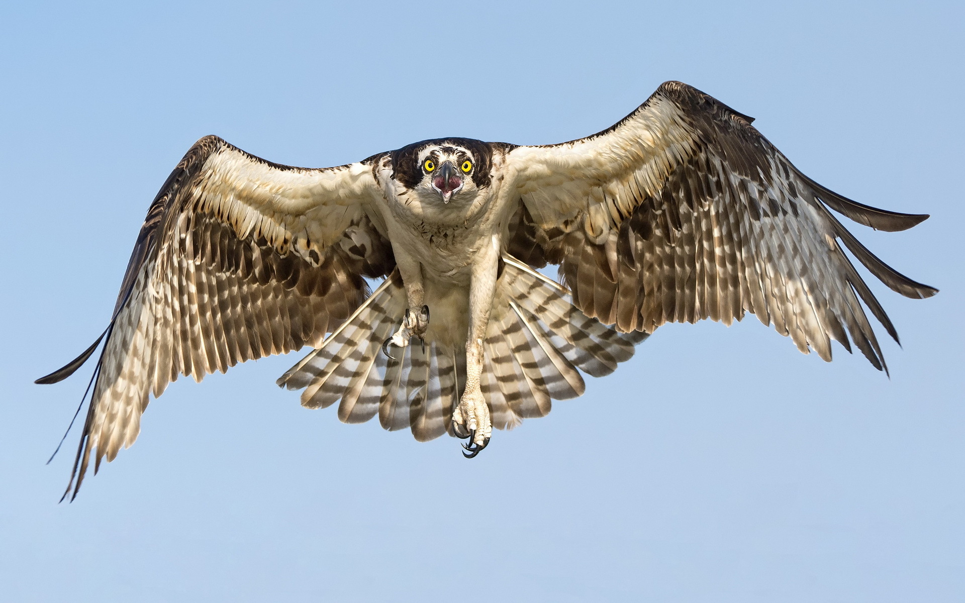 Ini Dia Harpy, Jenis Burung Elang Terbesar Dan Terkuat - Hawk Flying Front View , HD Wallpaper & Backgrounds