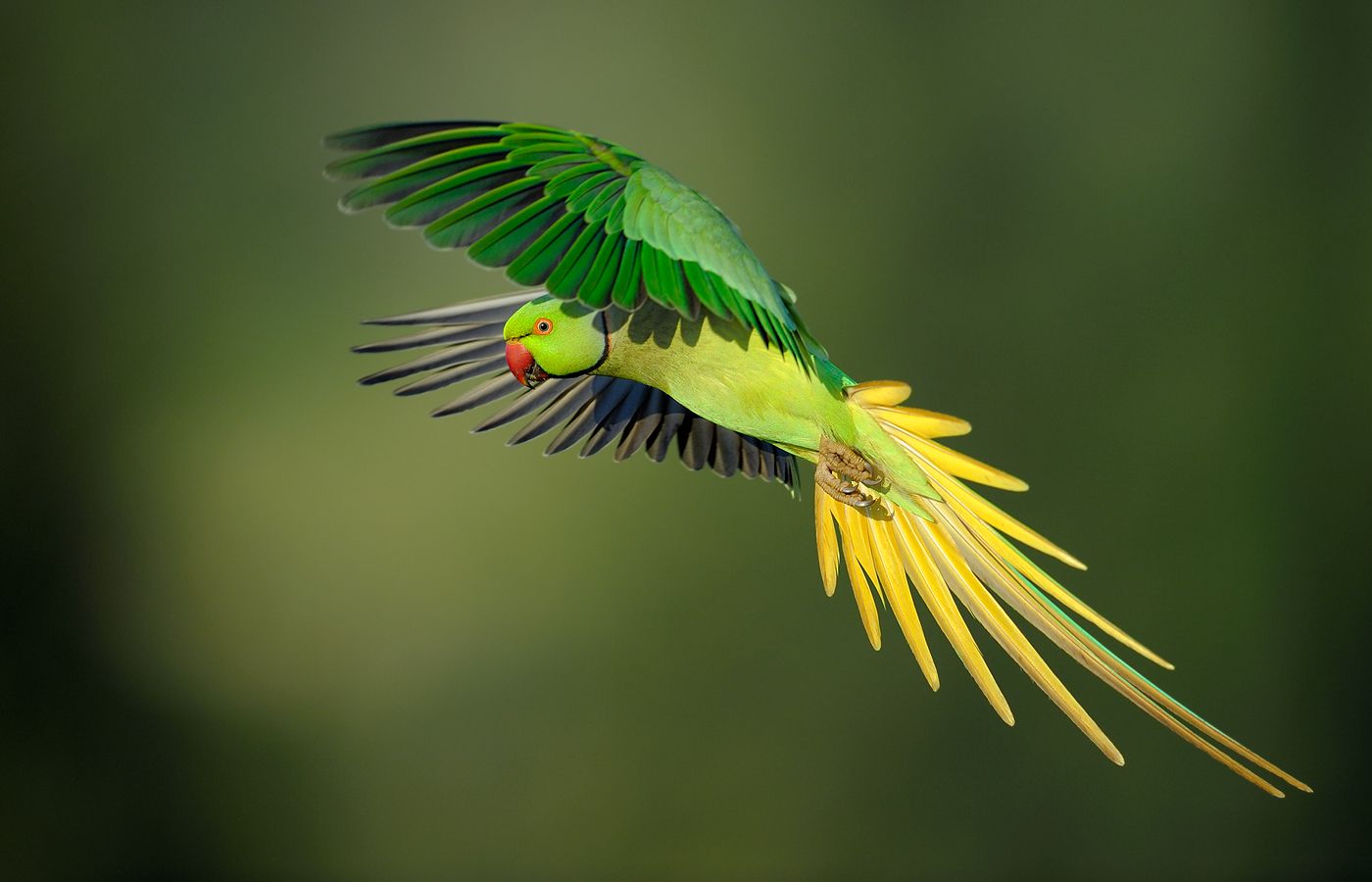 13 Wallpaper Burung Karya Pemenang Kontes Foto Internasional - Rose Ringed Parakeet Flying , HD Wallpaper & Backgrounds