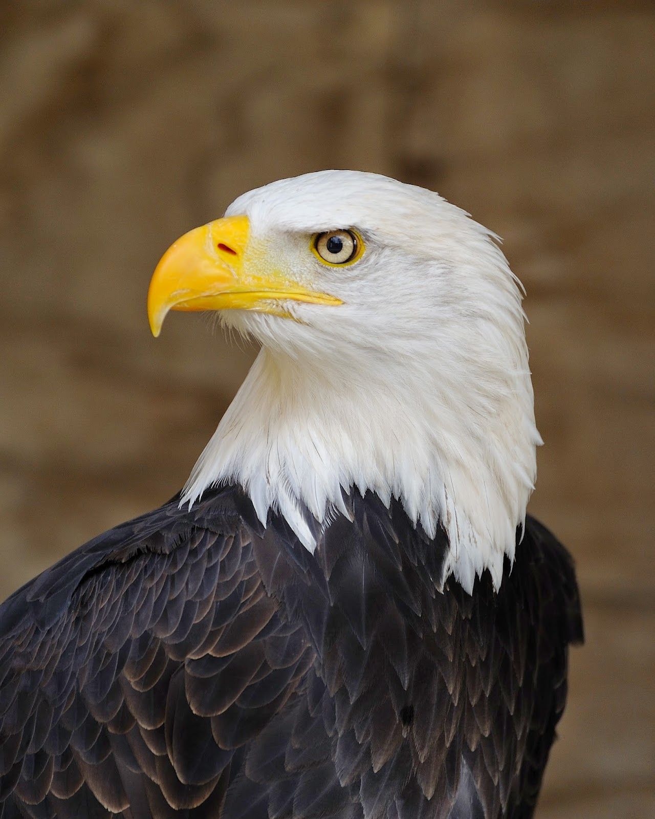 Wallpaper Elang - Grand Canyon Bald Eagle , HD Wallpaper & Backgrounds