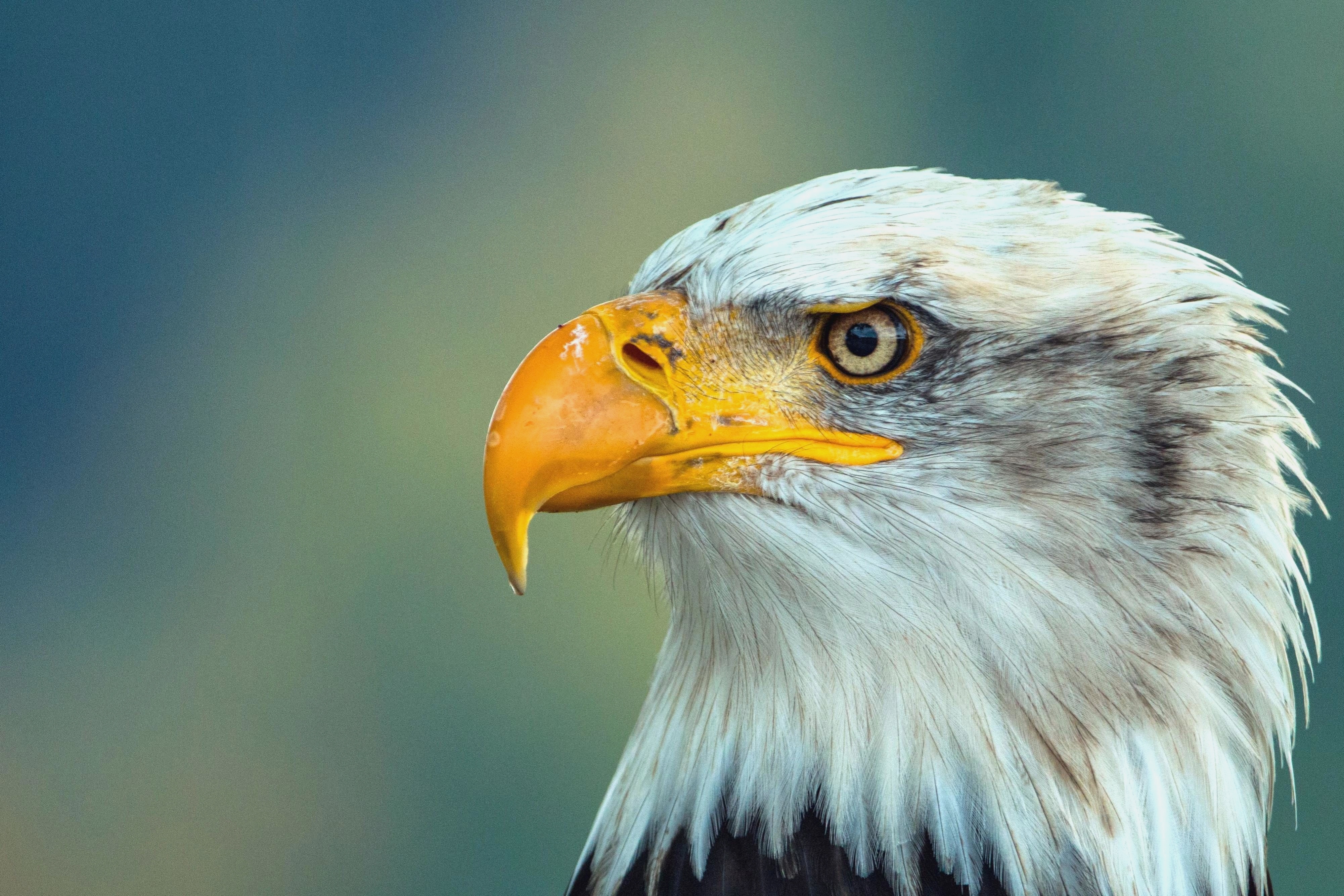 Falcon Bulu Megah Hewan Burung Elang Paruh Burung - Majestic Animal , HD Wallpaper & Backgrounds
