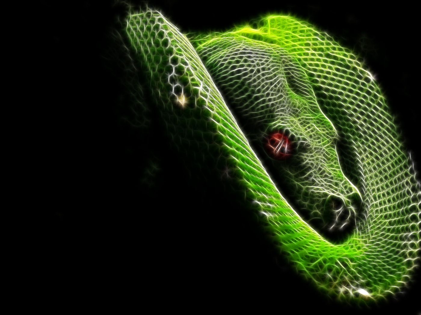 Schlange Wallpaper And Hintergrund - Green Fire Snakes , HD Wallpaper & Backgrounds