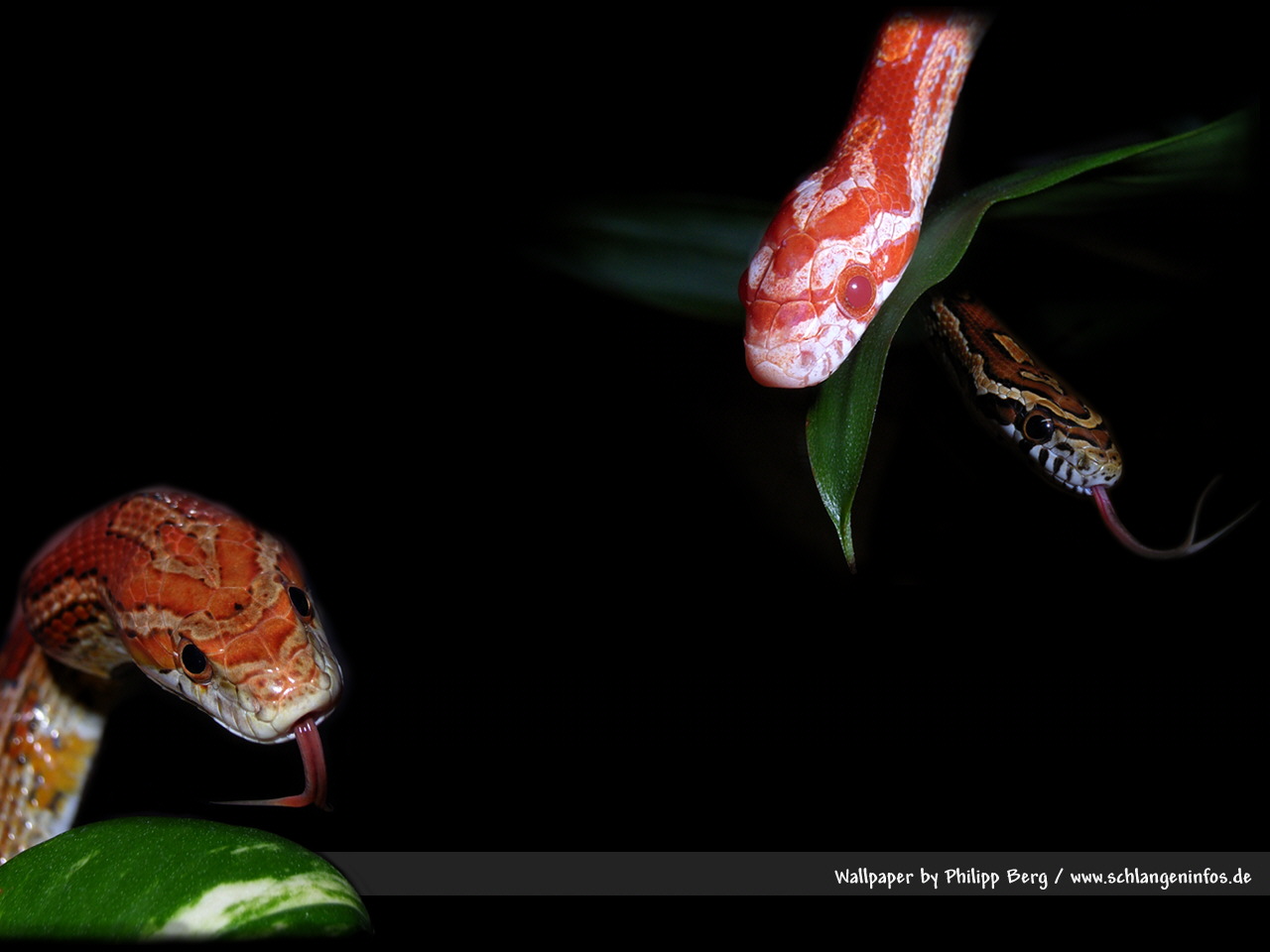 Bildschirmhintergrund Mit Schlangen, Reptilien, Amphibien - Serpent , HD Wallpaper & Backgrounds
