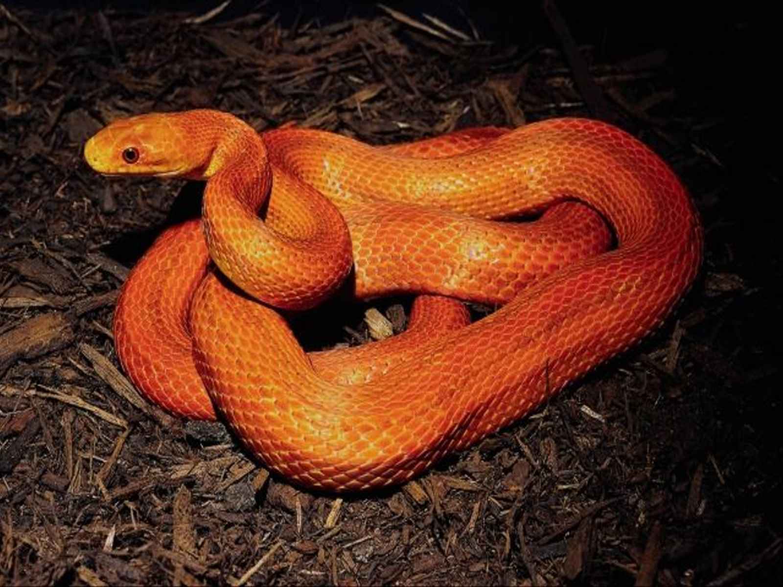 1600 X - Orange Snake Name , HD Wallpaper & Backgrounds