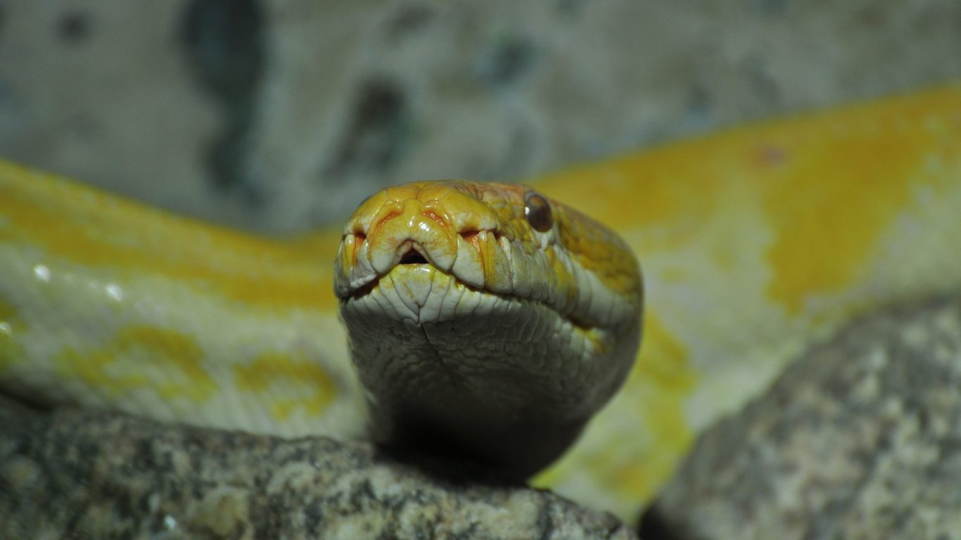 Phyton Schlangen Snakes Reptile Desktop Backgrounds - Serpent , HD Wallpaper & Backgrounds