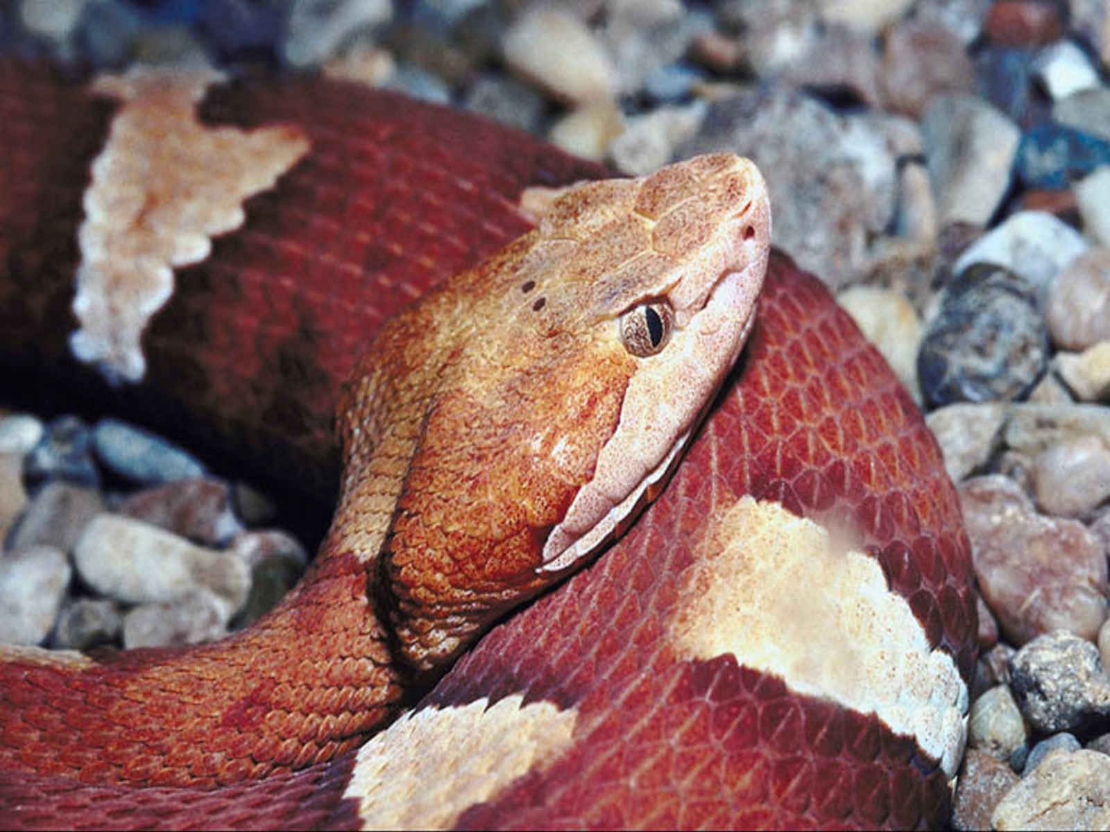 1600 X - Red Copperhead Snake , HD Wallpaper & Backgrounds