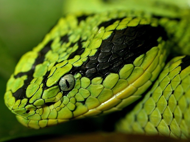 Wide Green Snake Head Wallpapers - Snake Close Up Face , HD Wallpaper & Backgrounds
