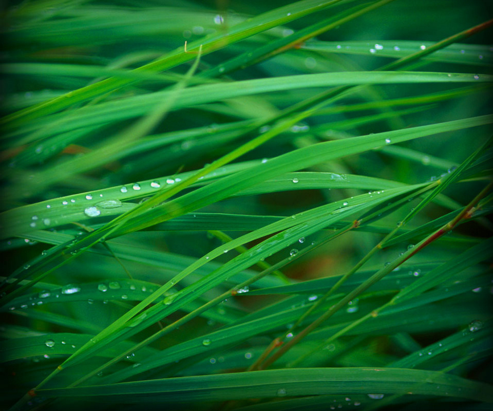 Grass Android Wallpapers - Hd Wallpaper Of Grass For Android , HD Wallpaper & Backgrounds