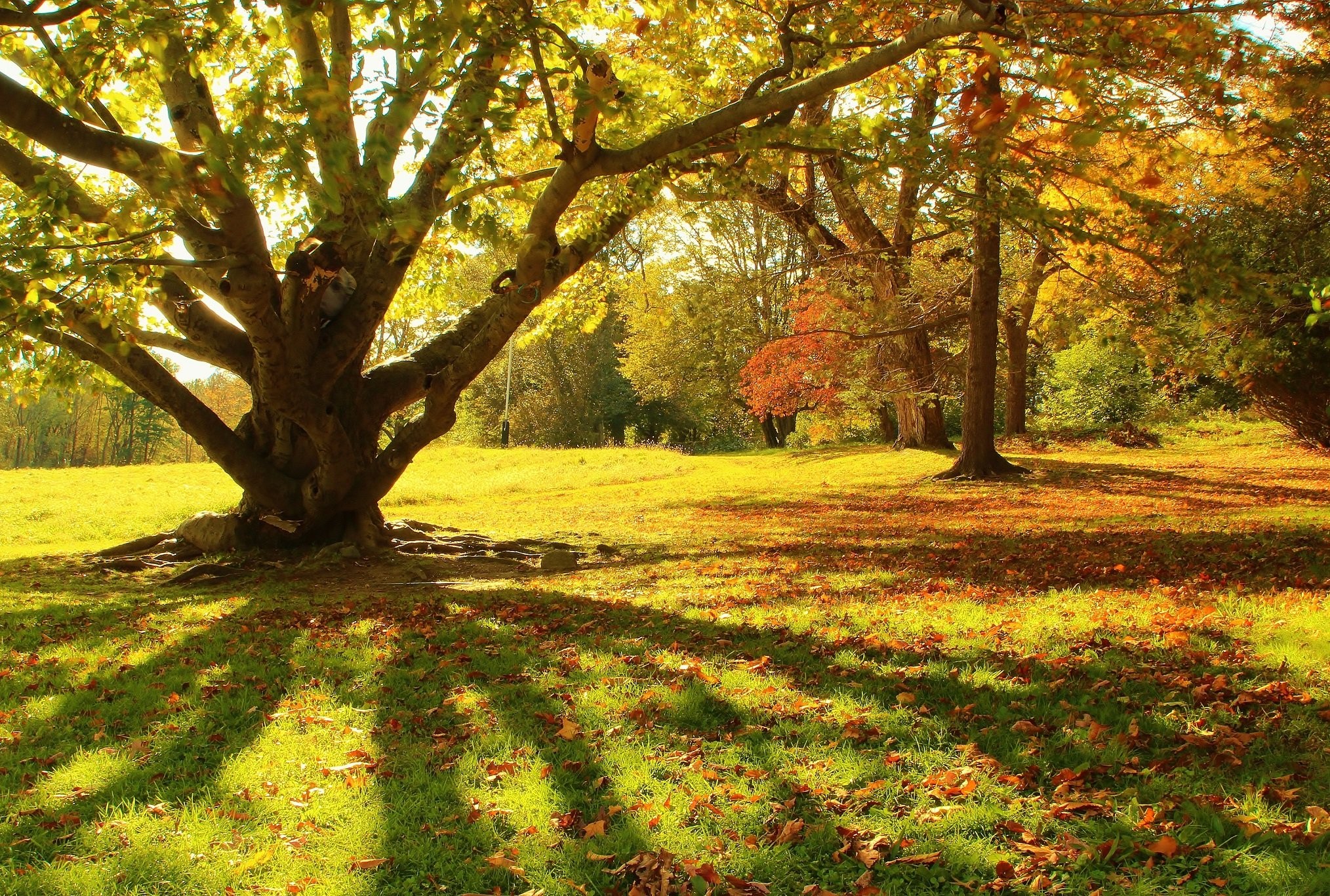 Leaf Tree Rain Landscapes Campaign Fall Season Wet - Autumn , HD Wallpaper & Backgrounds