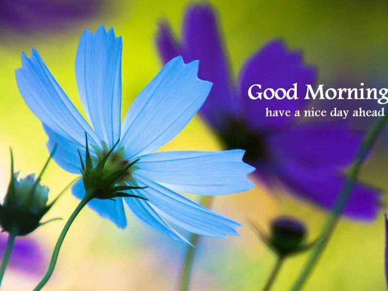 Good Morning - Blue Flower-wg16153 - Have A Nice Day Good Morning , HD Wallpaper & Backgrounds