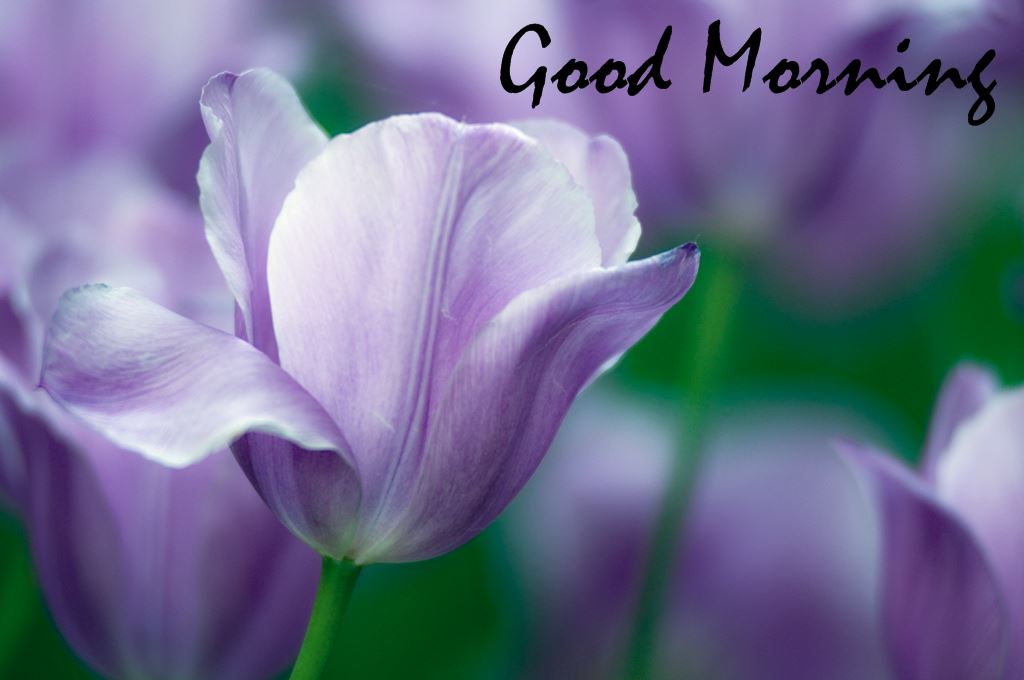 Good Morning Beautiful Flowers Wallpapers - Good Morning Images With Tulip Flowers , HD Wallpaper & Backgrounds
