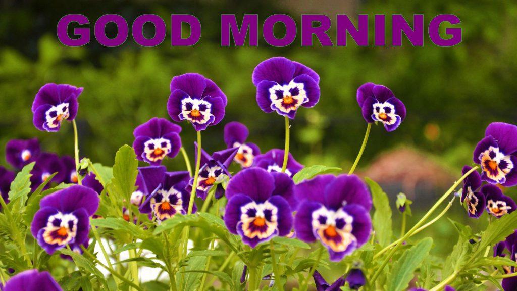 Good Flower Wallpaper - Good Morning Image New 2017 , HD Wallpaper & Backgrounds