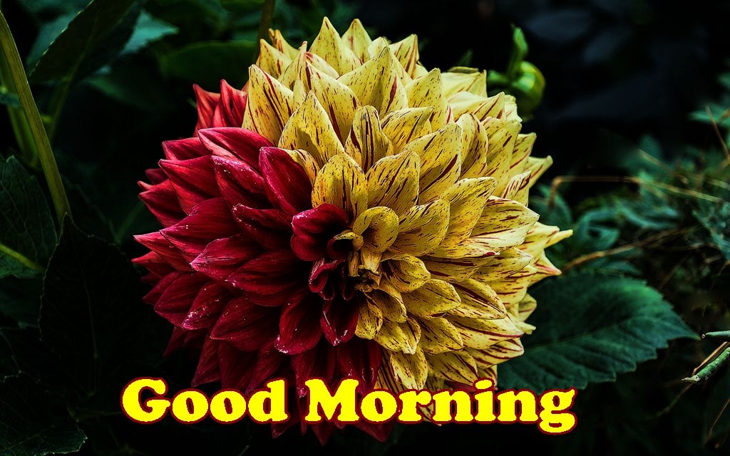 Good Morning Beautiful Dahlia Flower Background Wallpapers