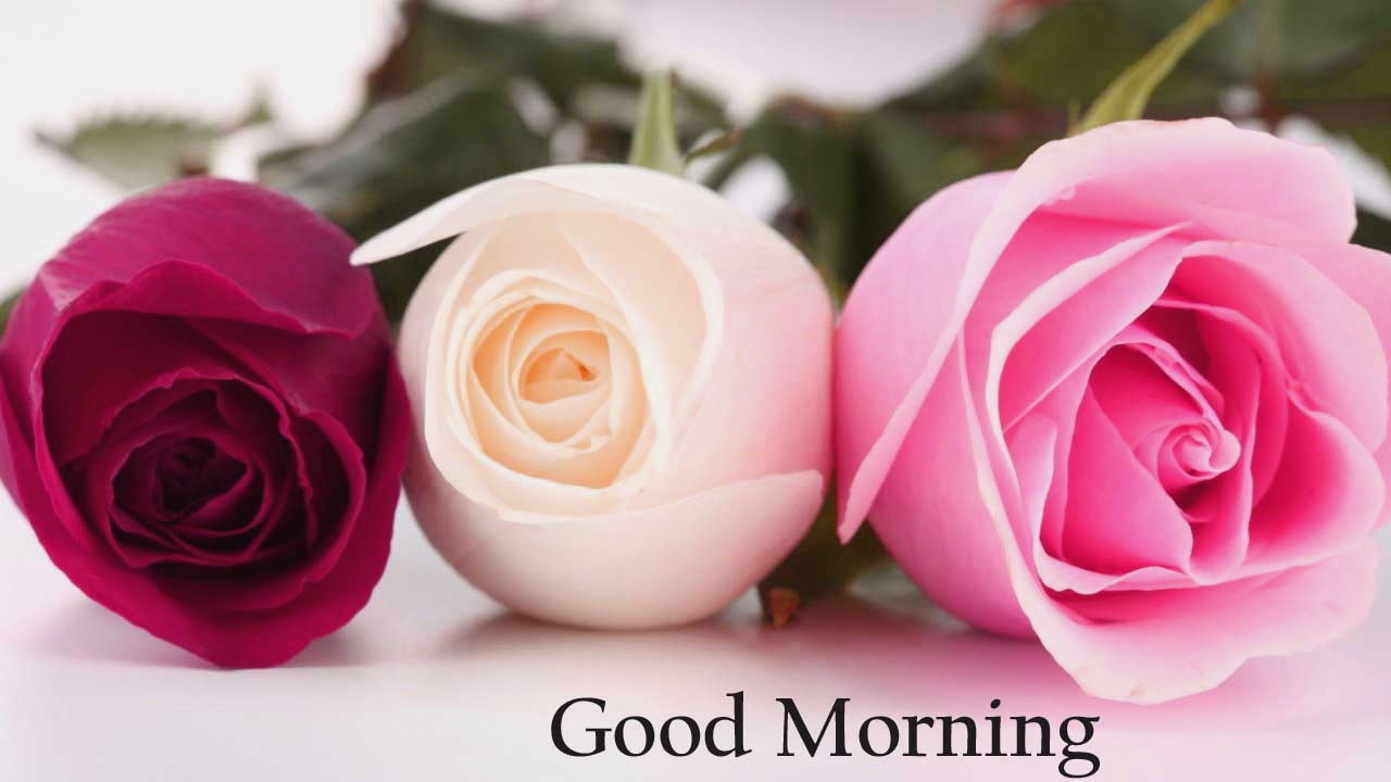 Flowers Good Morning Photo Pics Wallpaper Hd Download - Rose Good Morning Flowers , HD Wallpaper & Backgrounds