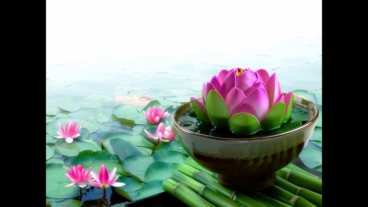 Pink Lotus Live Wallpaper - Beautiful Lotus Flower Hd , HD Wallpaper & Backgrounds