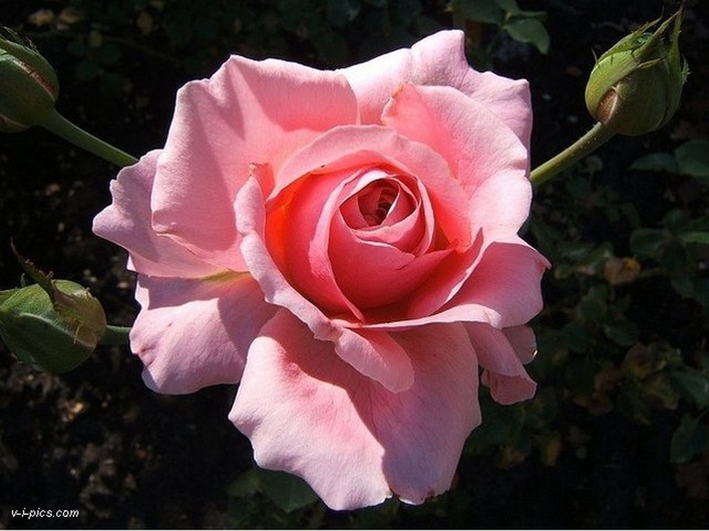 Download Flowers Soft Sunlit Rose Bud Pink Sky Flower - Sunlit Flowers , HD Wallpaper & Backgrounds
