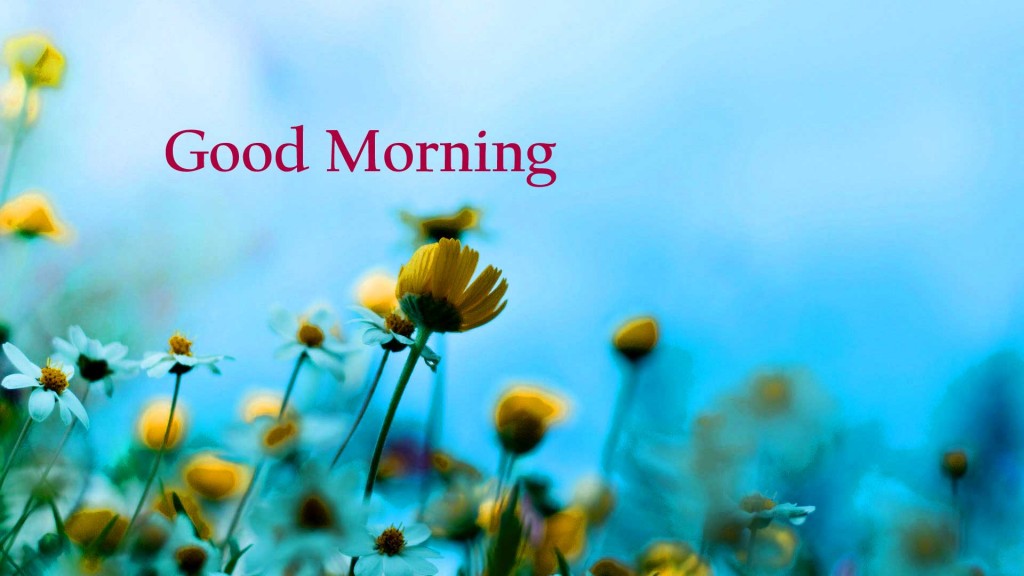 Good Morning Flowers Pictures Wallpaper Pics Download - Good Morning With Sky Blue Flowers , HD Wallpaper & Backgrounds