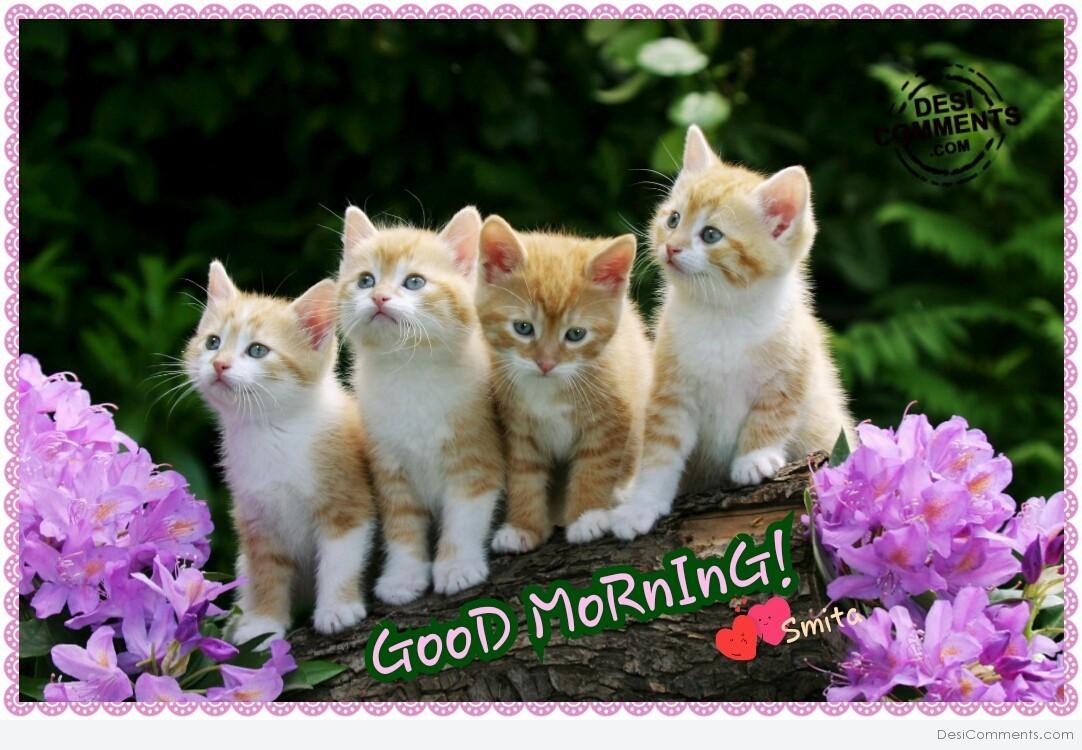 Good Morning Wishes With Cat Pictures Images Page - Cute Kittens And Puppies And Bunnies , HD Wallpaper & Backgrounds