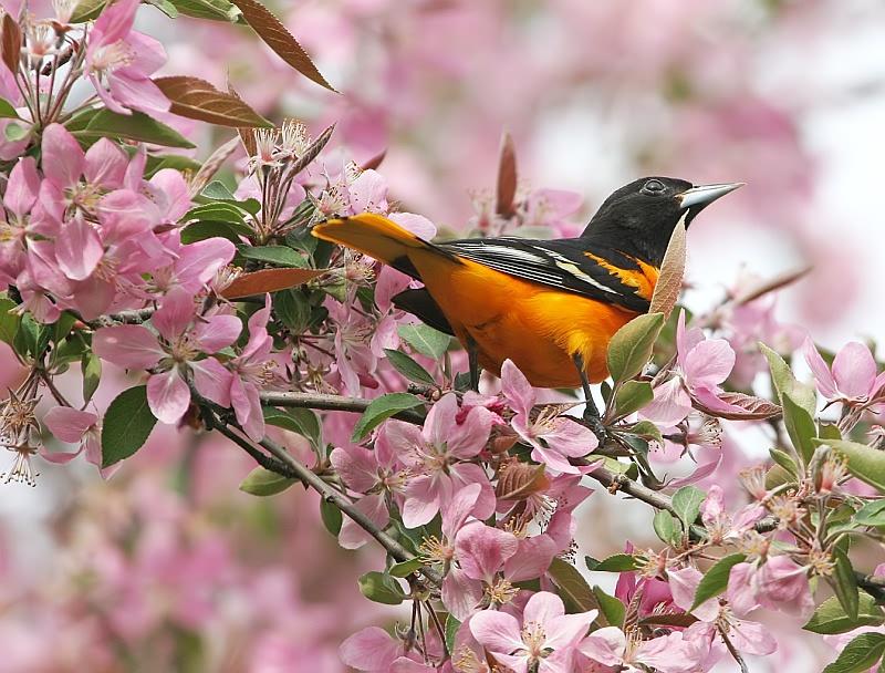 Bird Beautiful Pink Flower - Photography , HD Wallpaper & Backgrounds