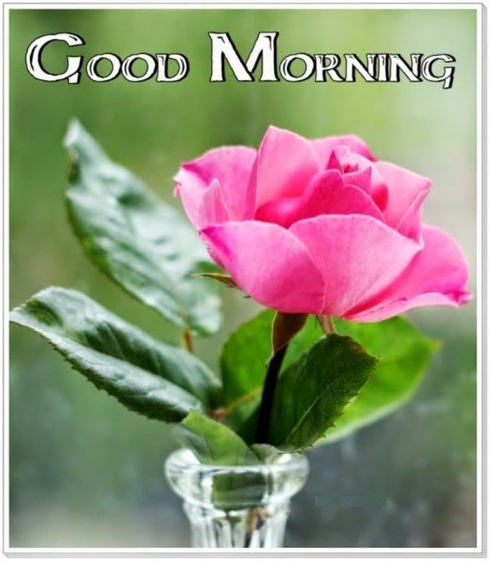 Good Morning Pink Rose Photo - Good Morning Pink Rose , HD Wallpaper & Backgrounds