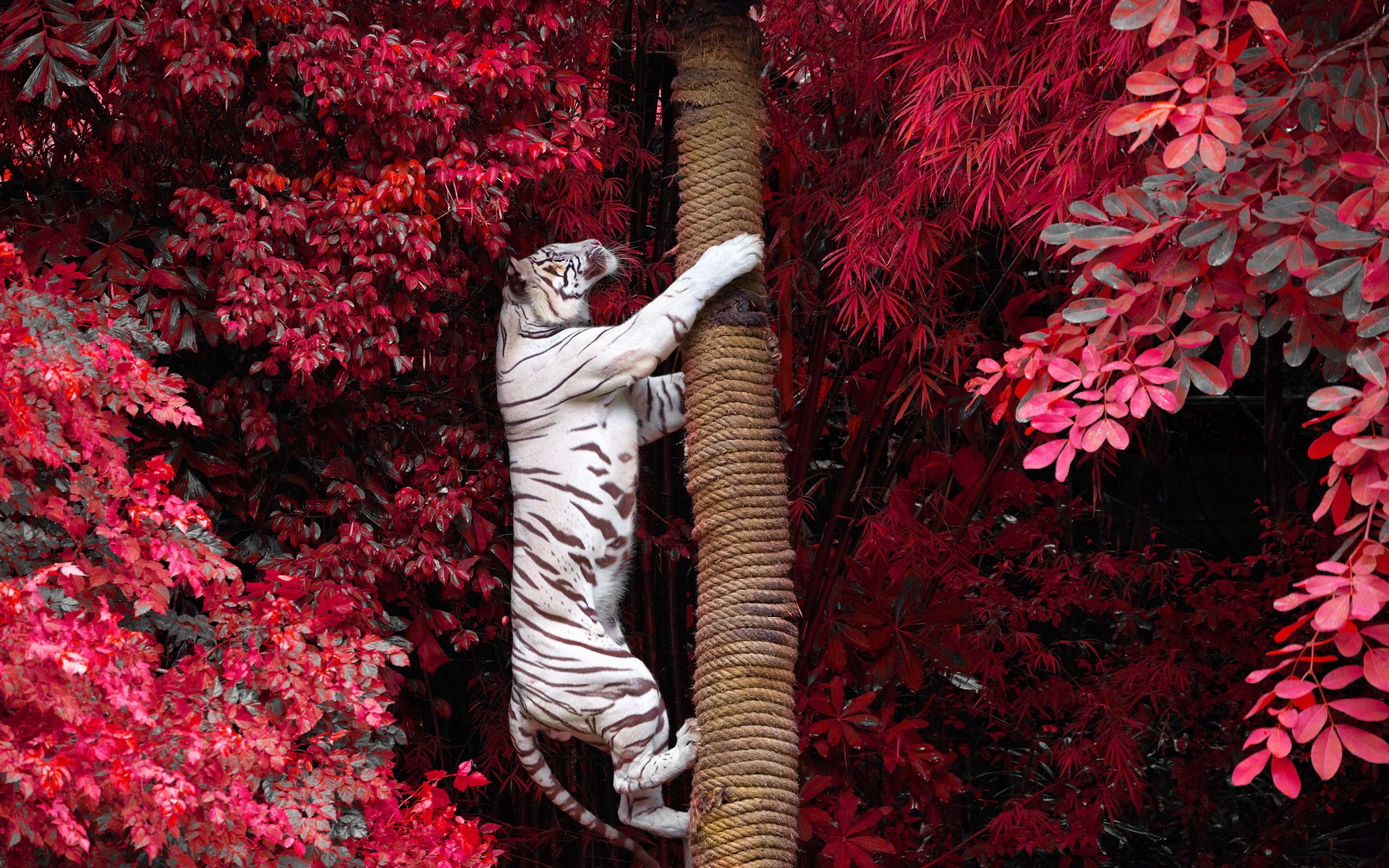 Hd Wallpaper - White Tiger Climbing Tree , HD Wallpaper & Backgrounds