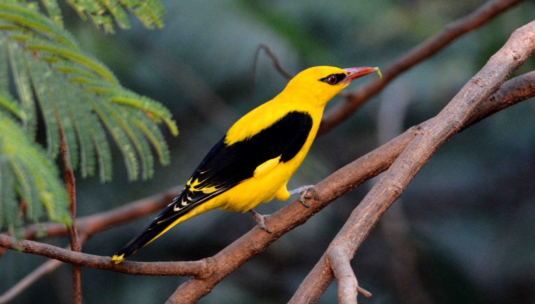 Indian Golden Oriole Bird Image Free Download - Indian Golden Oriole Male , HD Wallpaper & Backgrounds