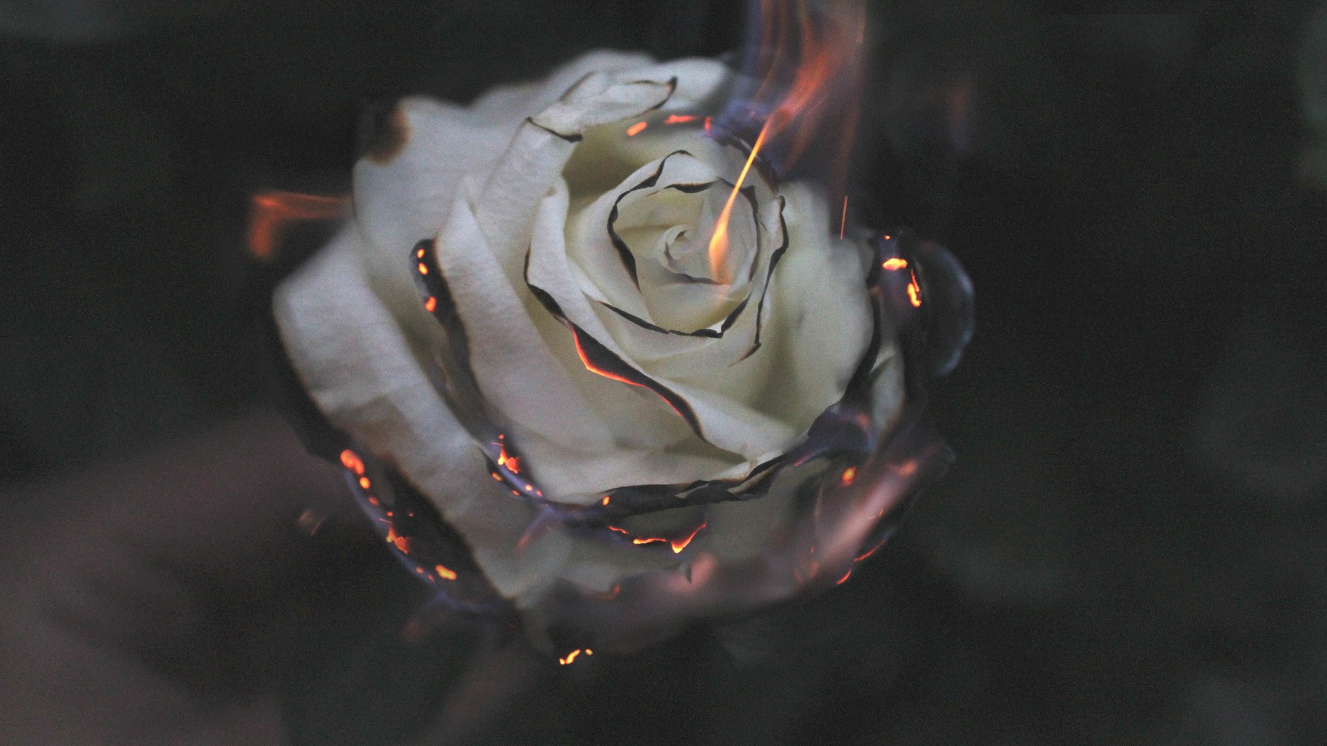 Rose Fire Photography Smoke Fl - Rose In Fire , HD Wallpaper & Backgrounds