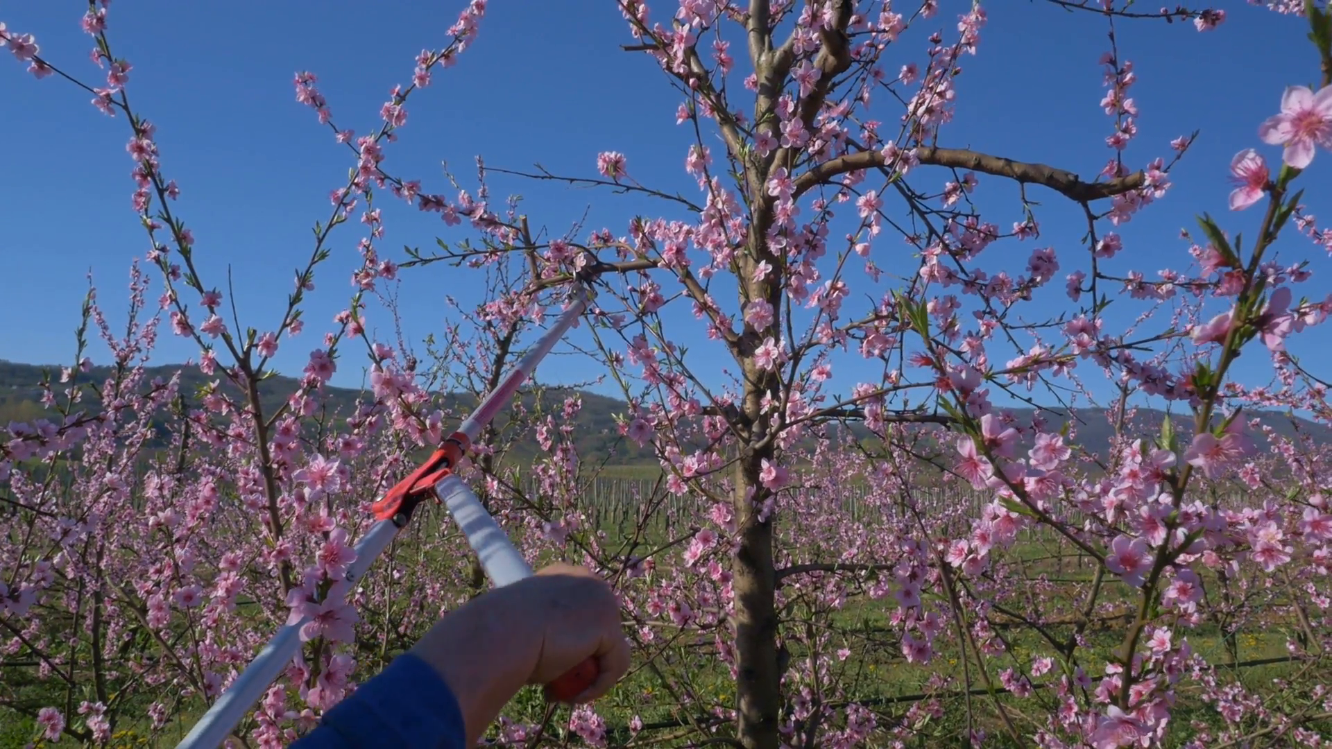 Man Grafting Peach Tree At Flowering Time Stock Video - Red Bud , HD Wallpaper & Backgrounds
