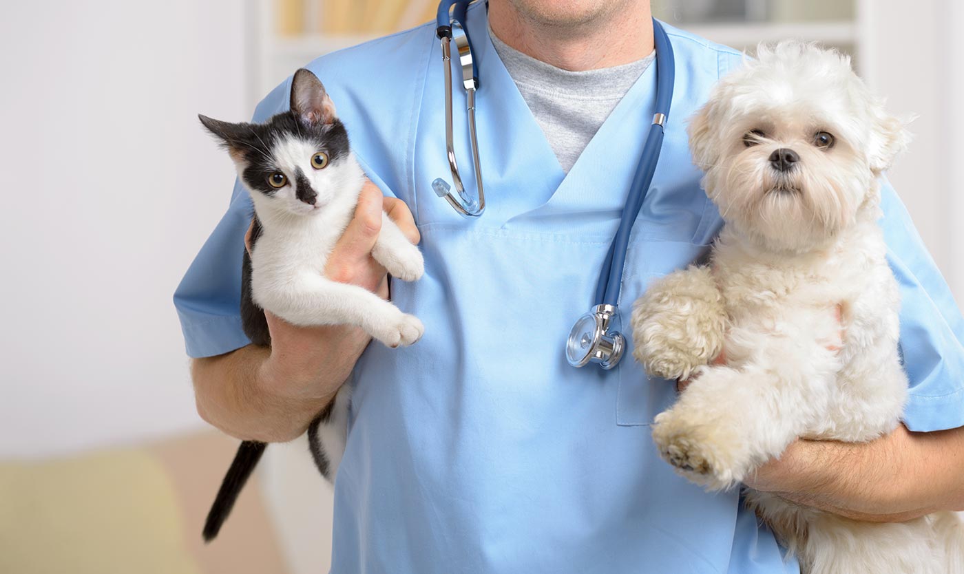 Veterinarian Wallpapers - Vet Veterinarian , HD Wallpaper & Backgrounds