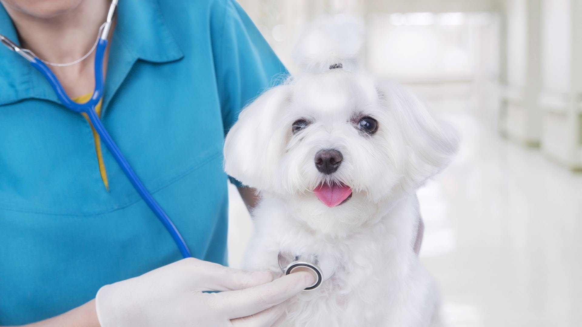 General Services - Dog Vet , HD Wallpaper & Backgrounds