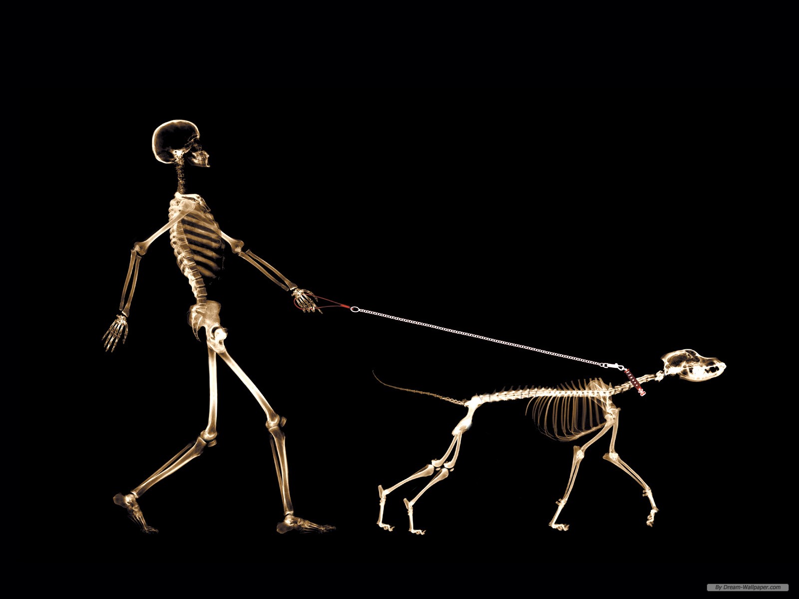 Free Art Wallpaper - Human And Dog Skeleton , HD Wallpaper & Backgrounds