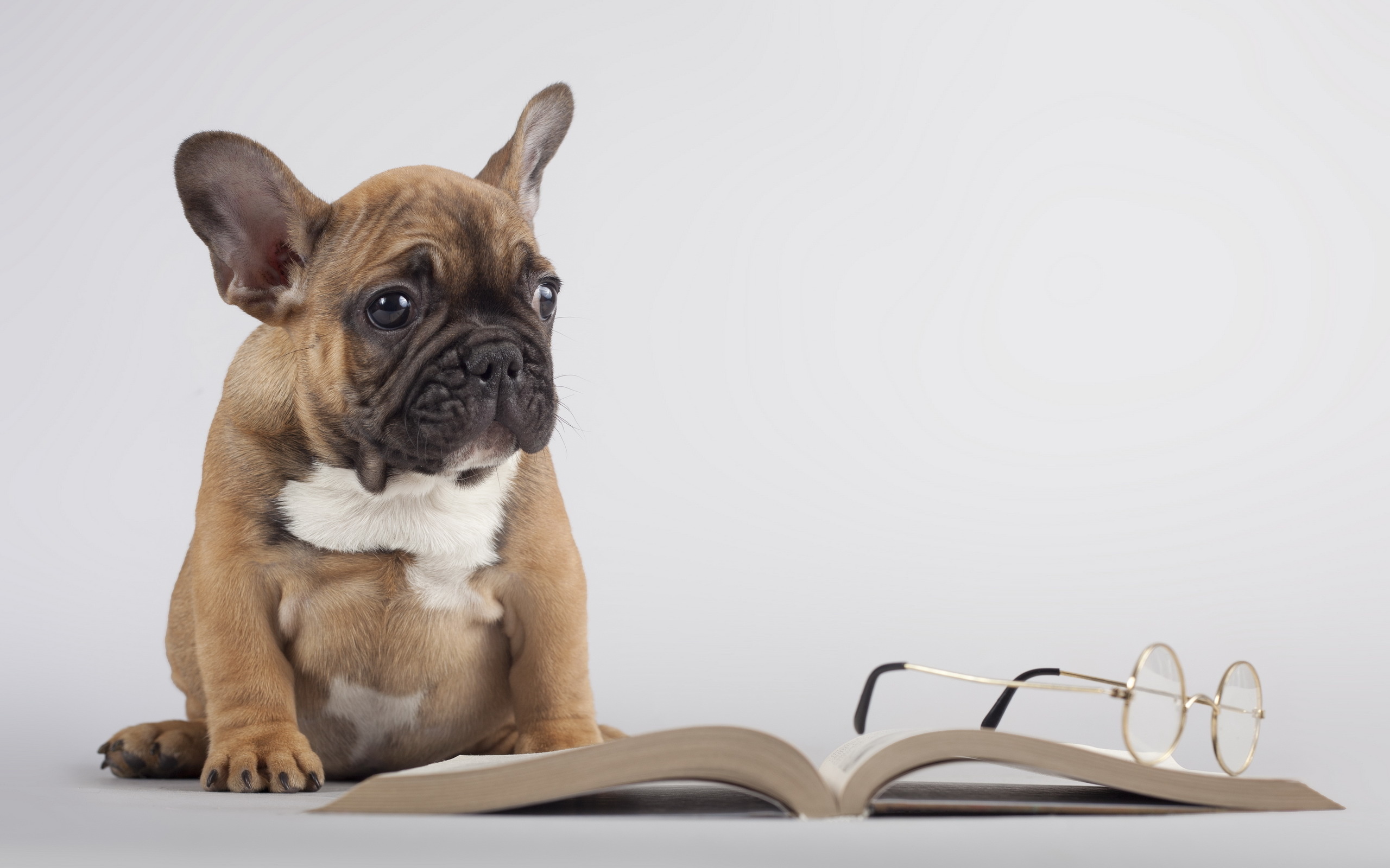 Boundary Bay Veterinary Specialty Hospital - Dog With Book , HD Wallpaper & Backgrounds