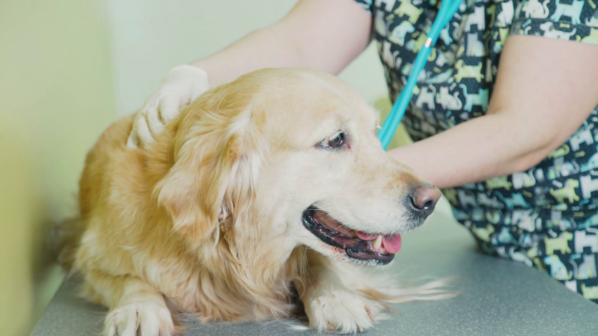 Admission To Veterinary Hospital - Golden Retriever , HD Wallpaper & Backgrounds
