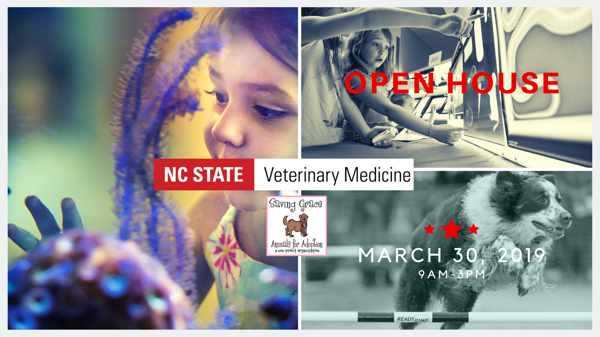 Nc State Veterinary Medicine Open House - North Carolina State University , HD Wallpaper & Backgrounds