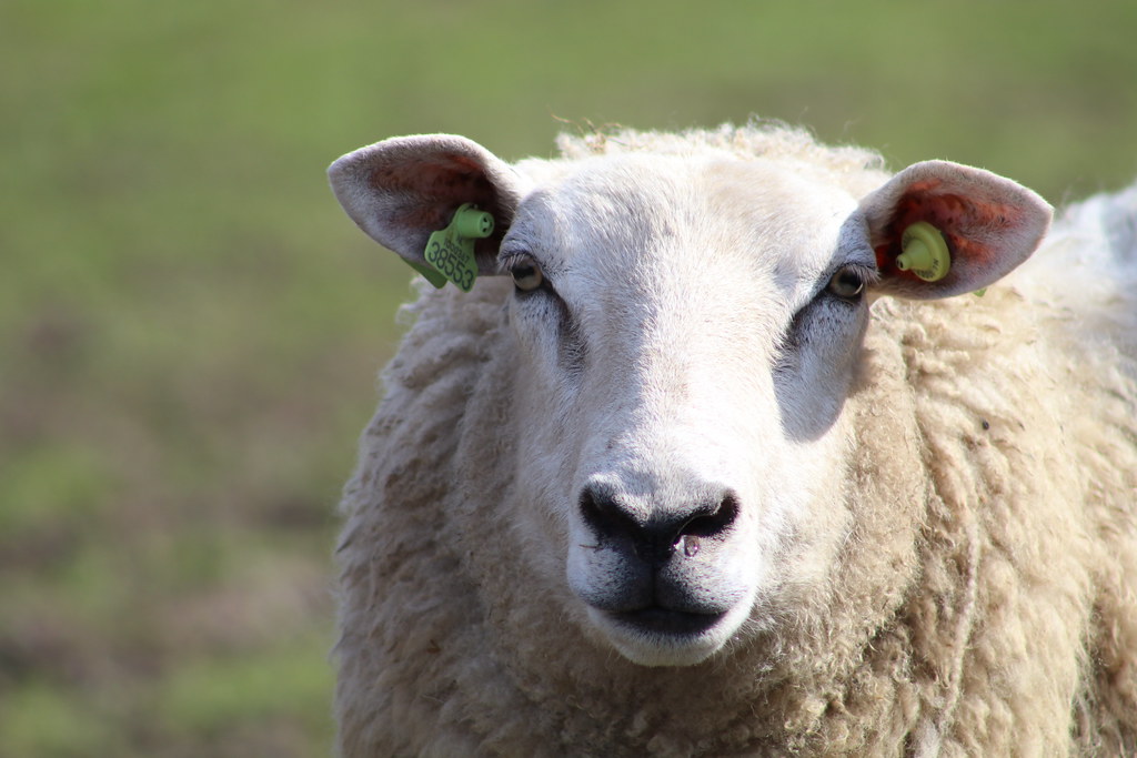 Excellentzebu1050 For The Vet For The New Veterinary - Sheep , HD Wallpaper & Backgrounds