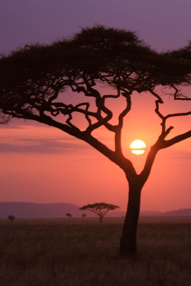 Africa Sunset, I Hope To See You Again - African Tree In Sunset , HD Wallpaper & Backgrounds