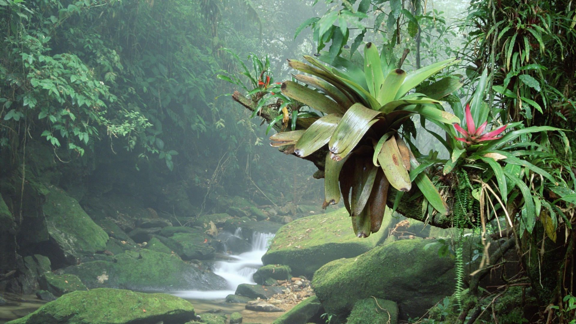Nature, Landscape, Trees, Forest, Rainforest, Jungle, - Jungle Water Plants , HD Wallpaper & Backgrounds