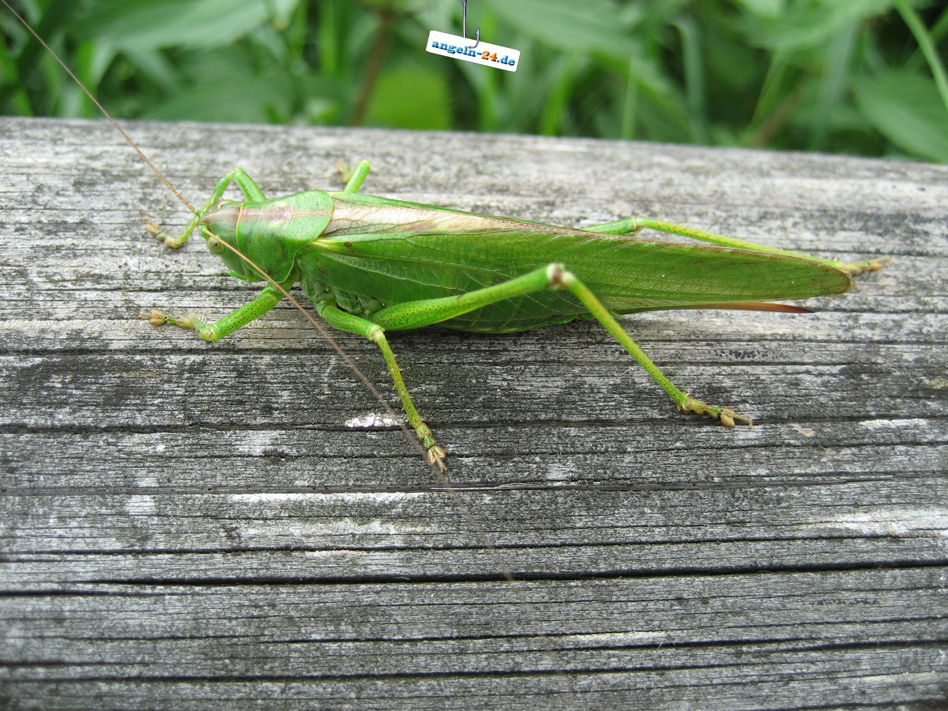 Fullhd - Grasshopper , HD Wallpaper & Backgrounds