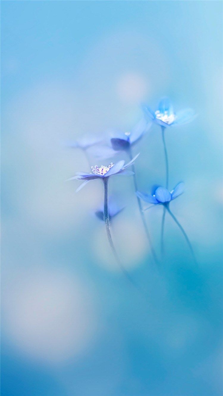 Simple Little Flowers Bokeh Blury - Wallpaper , HD Wallpaper & Backgrounds