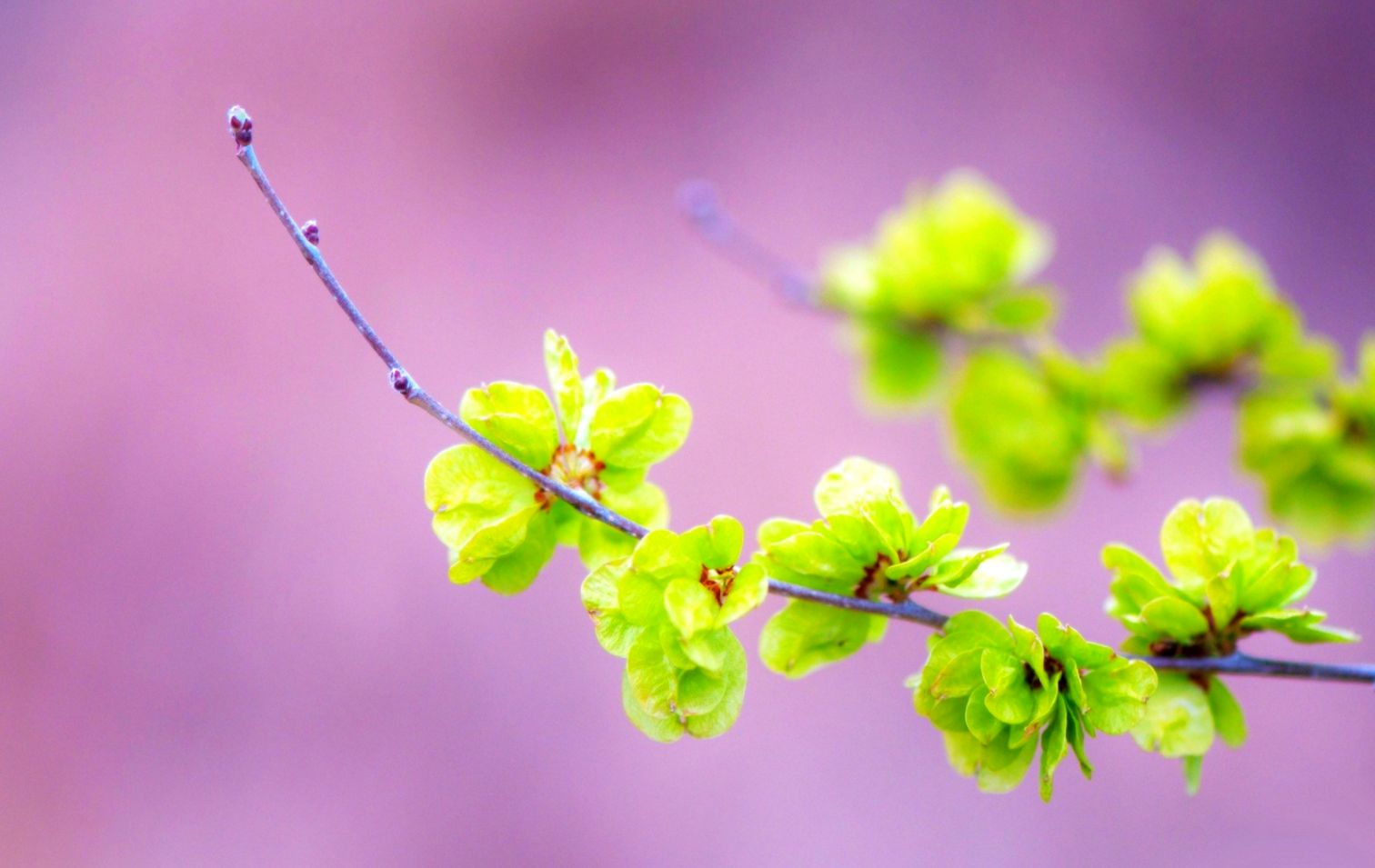 Misc Pink Summer Nature Spring Sprig Beautiful Green - Desktop Spring , HD Wallpaper & Backgrounds