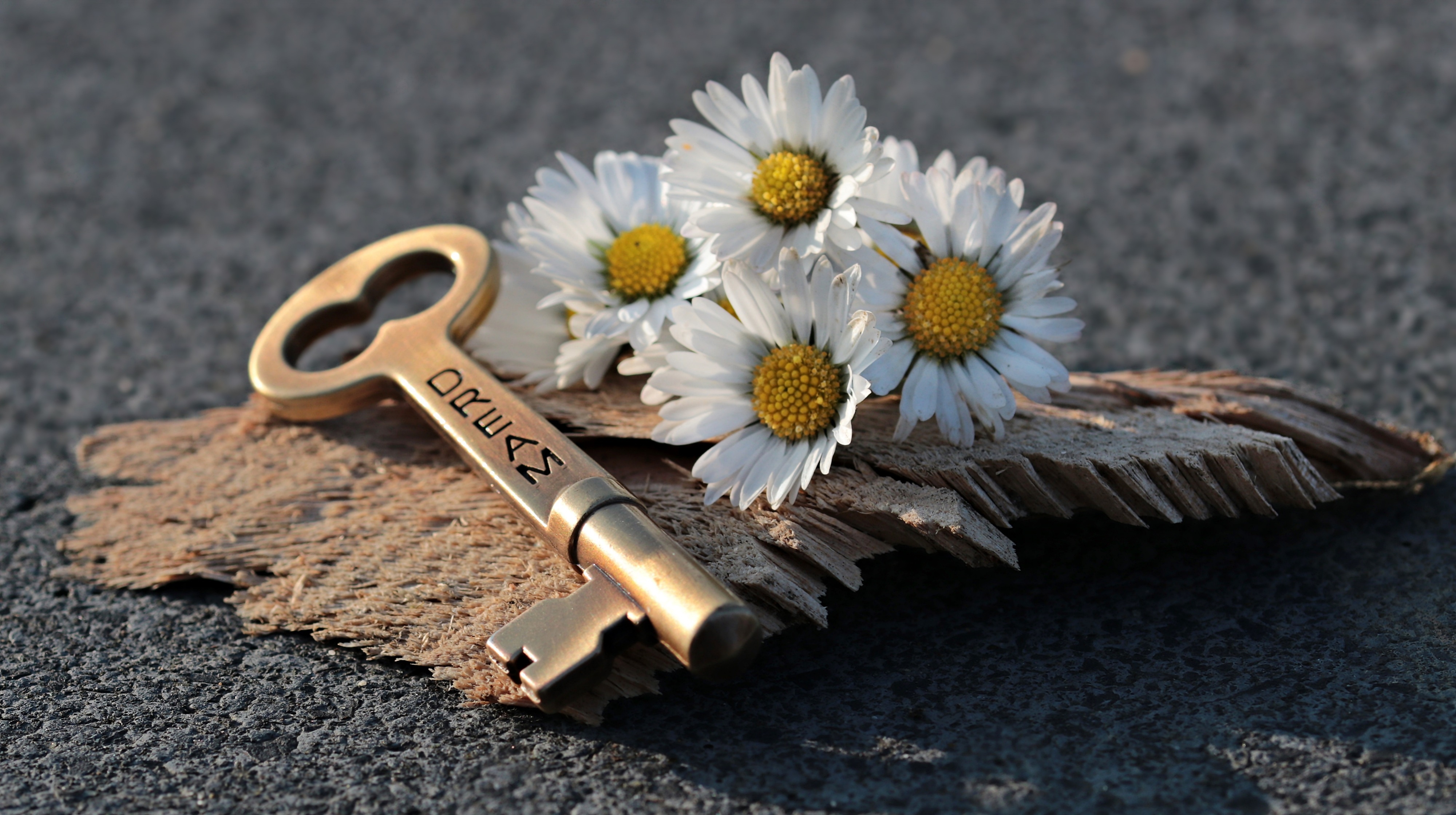 Wallpaper Daisies, Dreams, Love, Key, Together, Pictures - Dream Key , HD Wallpaper & Backgrounds
