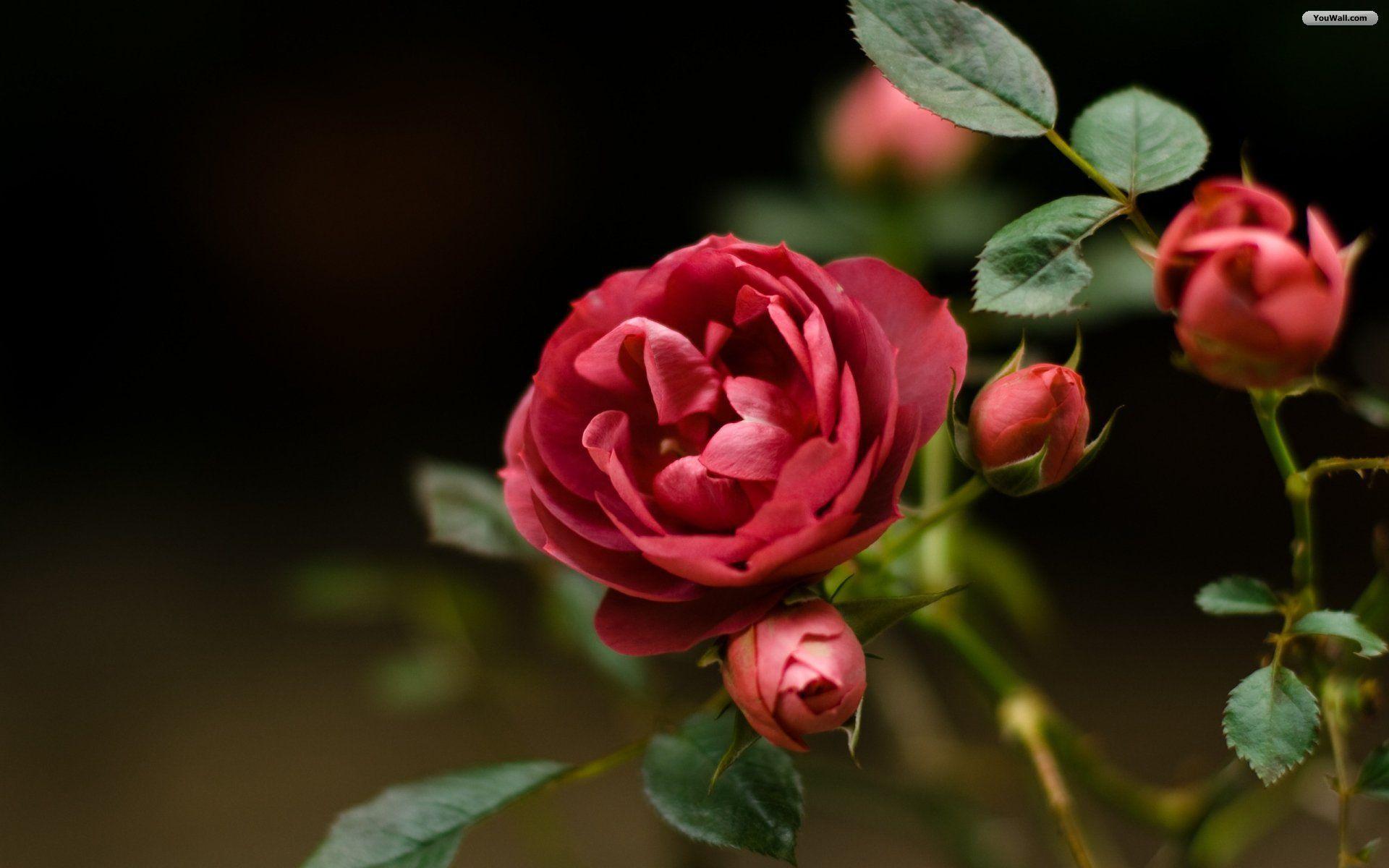 Rose Flower Wallpaper Laptop - Golden Gate Bridge , HD Wallpaper & Backgrounds