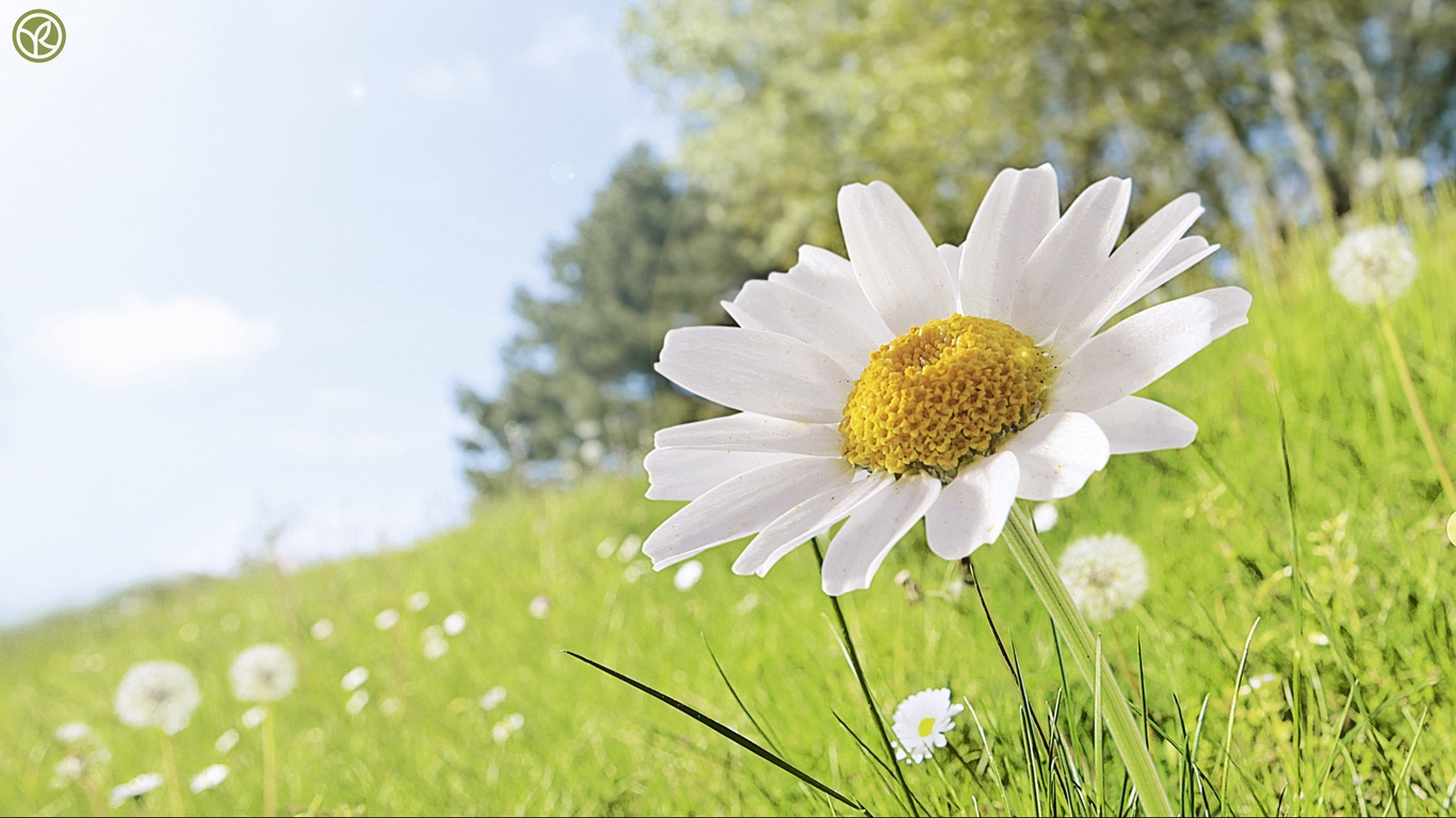 Wallpaper Daisy, Flower, Grass, Petals - White Flower Wallpaper Full Hd , HD Wallpaper & Backgrounds