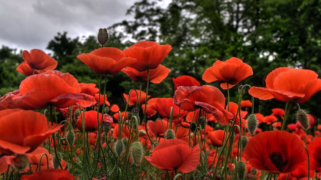 Awesome Poppy Free Background Id - Flower Wallpaper Nature For Laptop , HD Wallpaper & Backgrounds